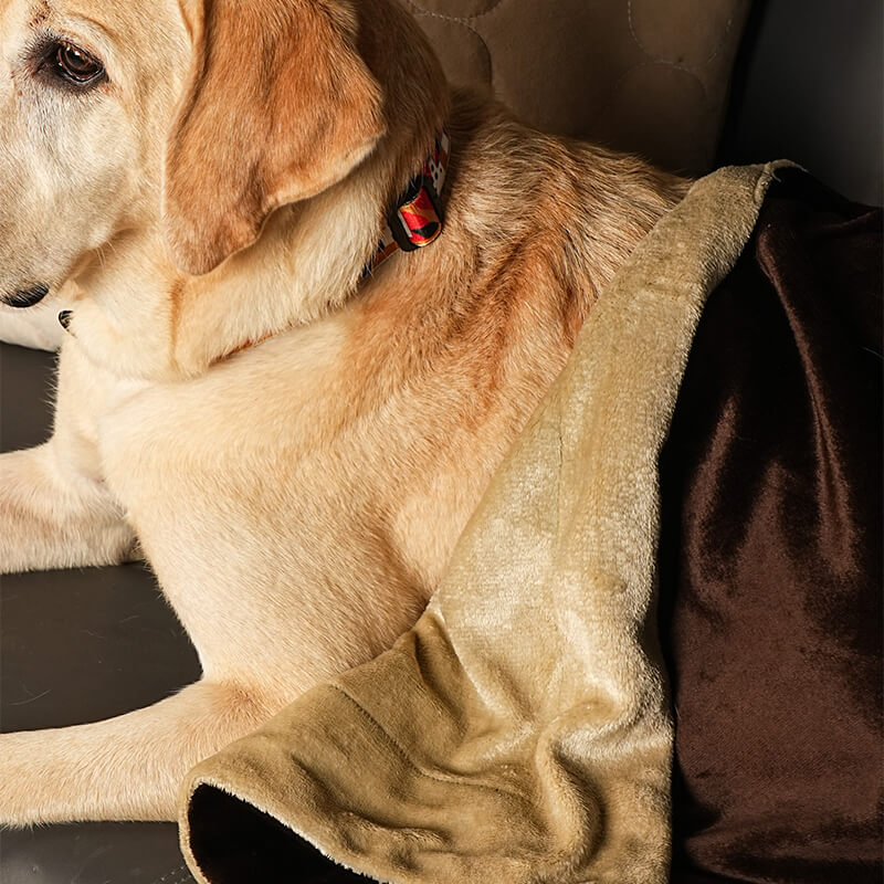 Dog resting comfortably on a sofa wrapped in the Cocoon Blanket, showing soft reversible plush fabric in beige and brown for warmth and comfort