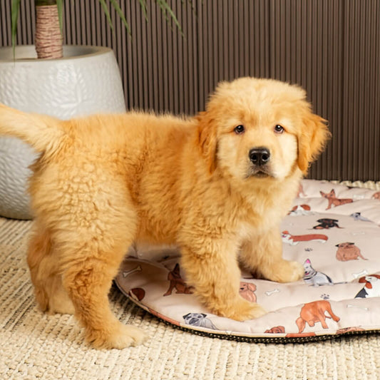 Golden retriever puppy standing on the Dog Daze pet mat indoors, showcasing the mat’s soft cushioned surface, playful dog-print design, and everyday home use.
