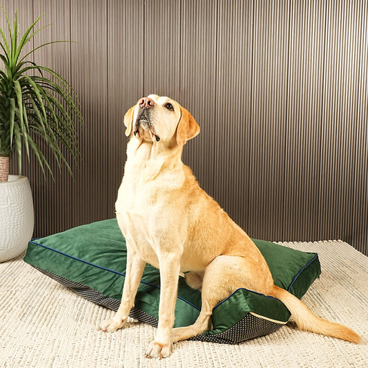 Dog sitting comfortably on Luna Lounge Bed featuring green velvet fabric with cushioned support, placed in a modern indoor living space