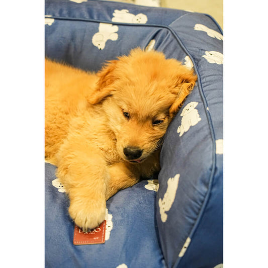 Golden retriever puppy resting comfortably on the Luxe Lounge Sofa Bed, featuring soft blue velvety fabric with white dog prints, raised cushioned sides for support, and a visible DODO Pet Care brand tag, creating a cozy and secure sleeping space for pets.