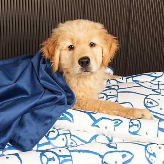 Close-up of a puppy resting on a patterned dog bed, wrapped in a navy blue Paw Story blanket, showcasing soft plush fabric and cozy comfort for pets indoors