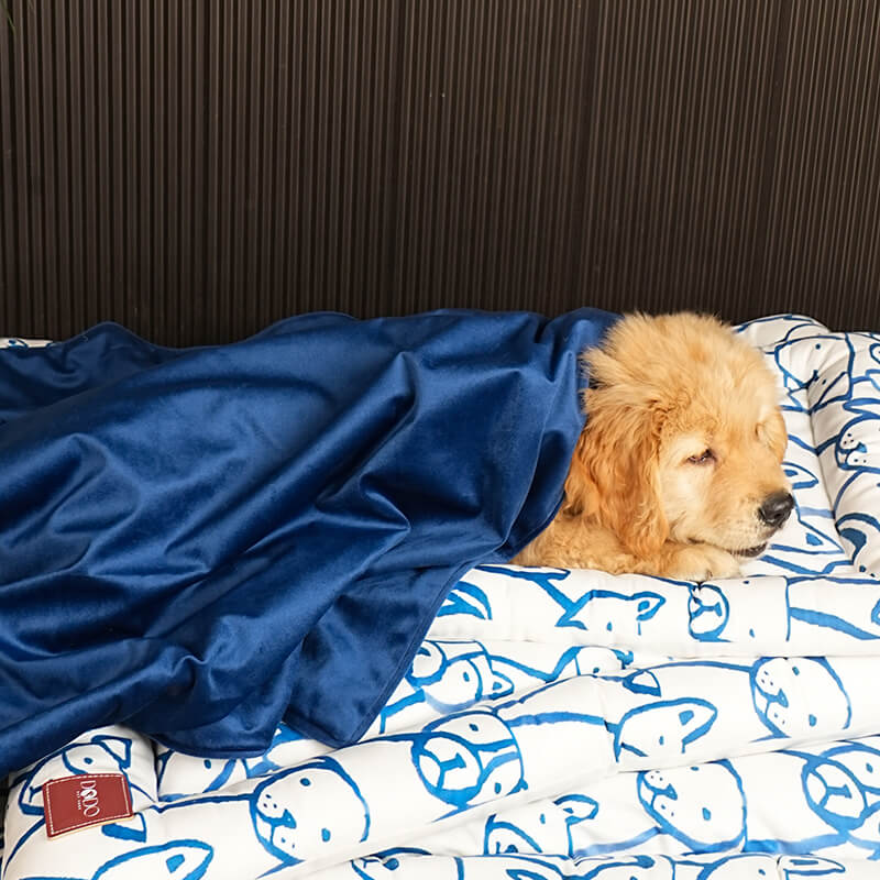 Dog resting comfortably on a pet bed covered with a navy blue Paw Story blanket, soft and cozy plush blanket ideal for keeping pets warm and relaxed indoors