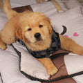 Puppy relaxing on a Sniffy travel mat with soft quilted padding, demonstrating comfort, support, and cozy design ideal for home, travel, and outdoor pet use