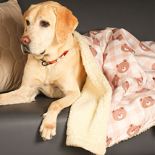 Dog relaxing on a sofa covered with a soft teddy blanket featuring teddy bear print and plush fleece lining, cozy pet blanket for indoor use