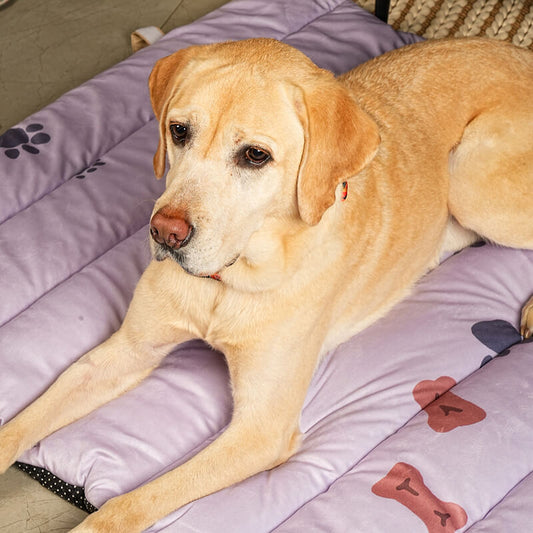 A light golden Labrador dog lying comfortably on the Treatos Travel Mat in lavender color with paw and bone prints, showcasing the mat’s soft cushioning, spacious surface, and suitability for medium to large dogs during indoor rest or travel.